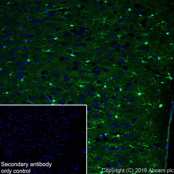 Immunohistochemistry (Frozen sections) - Anti-S100 beta antibody [EP1576Y] - Astrocyte Marker (AB52642)
