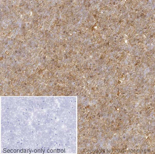 Immunohistochemistry (Frozen sections) - Anti-S100 beta antibody [EP1576Y] - Astrocyte Marker (AB52642)