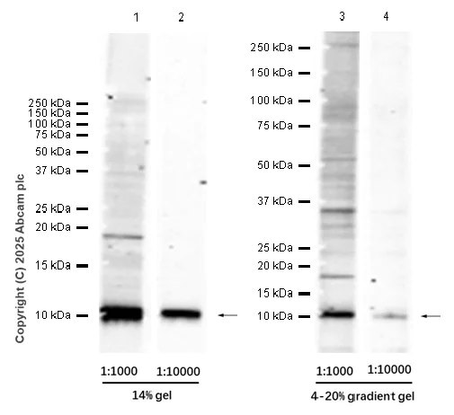 Western blot - Anti-S100 beta antibody [EP1576Y] - BSA and Azide free (AB215989)