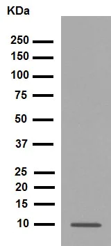 Western blot - Anti-S100 beta antibody [EP1576Y] - BSA and Azide free (AB215989)