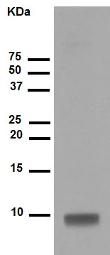 Western blot - Anti-S100 beta antibody [EP1576Y] - BSA and Azide free (AB215989)