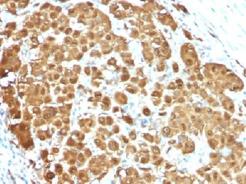 Immunohistochemistry (Formalin/PFA-fixed paraffin-embedded sections) - Anti-S100 beta antibody [S100B/1012] - Astrocyte Marker (AB218515)