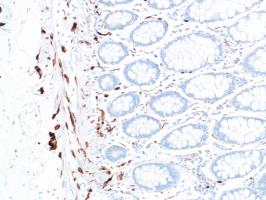 Immunohistochemistry (Formalin/PFA-fixed paraffin-embedded sections) - Anti-S100 beta antibody [SP127] - Astrocyte Marker (ab115803), expandable thumbnail