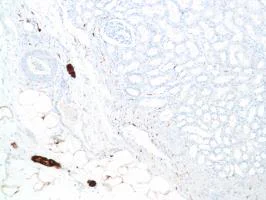 Immunohistochemistry (Formalin/PFA-fixed paraffin-embedded sections) - Anti-S100 beta antibody [SP127] - Astrocyte Marker (AB115803)