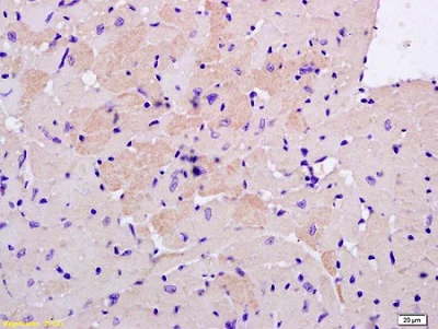 Immunohistochemistry (Formalin/PFA-fixed paraffin-embedded sections) - Anti-S100 Calcium Binding Protein A13/S100A13 antibody (AB214190)