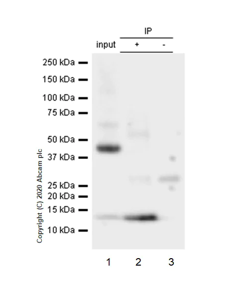 Immunoprecipitation - Anti-S100 Calcium Binding Protein A13/S100A13 antibody [EPR4510] (AB109252)