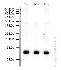 Western blot - Anti-S100 Calcium Binding Protein A13/S100A13 antibody [EPR4510] (AB109252)