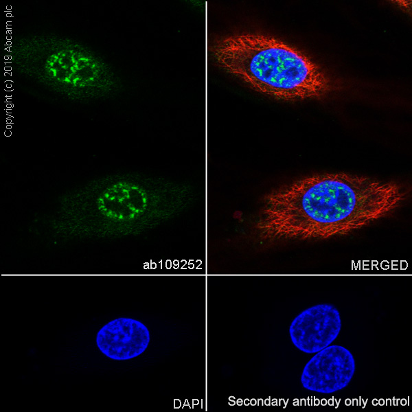 Immunocytochemistry/ Immunofluorescence - Anti-S100 Calcium Binding Protein A13/S100A13 antibody [EPR4510] - BSA and Azide free (AB239962), expandable thumbnail