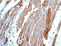 Immunohistochemistry (Formalin/PFA-fixed paraffin-embedded sections) - Anti-S100 Calcium Binding Protein A13/S100A13 antibody [EPR4510] - BSA and Azide free (ab239962), expandable thumbnail