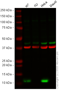 Western blot - Anti-S100 Calcium Binding Protein A13/S100A13 antibody [EPR4510] - BSA and Azide free (AB239962), expandable thumbnail