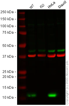 Western blot - Anti-S100 Calcium Binding Protein A13/S100A13 antibody [EPR4510] - BSA and Azide free (AB239962)