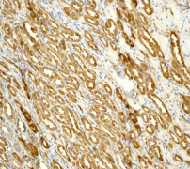 Immunohistochemistry (Formalin/PFA-fixed paraffin-embedded sections) - Anti-S100A10 antibody [EPR3317] (ab76472), expandable thumbnail