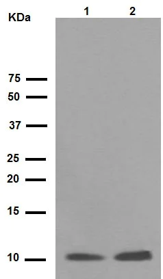 Western blot - Anti-S100A10 antibody [EPR3317] (AB76472)