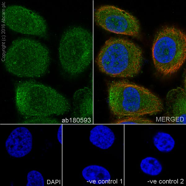 Immunocytochemistry/ Immunofluorescence - Anti-S100A11 antibody [EPR11172] (AB180593), expandable thumbnail