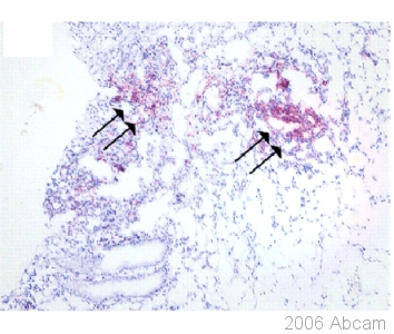 Immunohistochemistry (Frozen sections) - Anti-S100A12/CGRP antibody (AB37657)