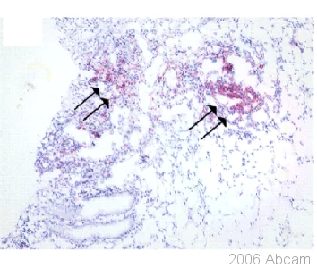 Immunohistochemistry (Frozen sections) - Anti-S100A12/CGRP antibody (AB37657)