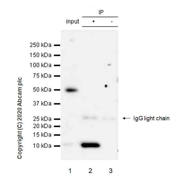 Immunoprecipitation - Anti-S100A12/CGRP antibody [EPR23677-111] (AB272713)