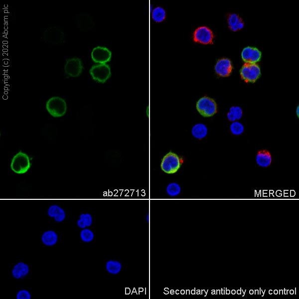 Immunocytochemistry/ Immunofluorescence - Anti-S100A12/CGRP antibody [EPR23677-111] - BSA and Azide free (AB273051), expandable thumbnail