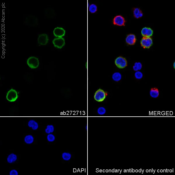 Immunocytochemistry/ Immunofluorescence - Anti-S100A12/CGRP antibody [EPR23677-111] - BSA and Azide free (AB273051)