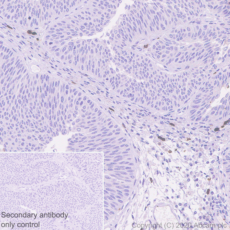 Immunohistochemistry (Formalin/PFA-fixed paraffin-embedded sections) - Anti-S100A12/CGRP antibody [EPR23677-111] - BSA and Azide free (AB273051), expandable thumbnail