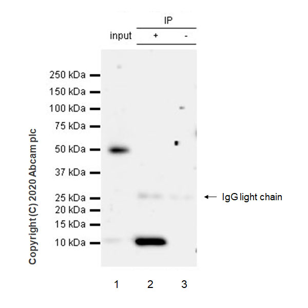 Immunoprecipitation - Anti-S100A12/CGRP antibody [EPR23677-111] - BSA and Azide free (AB273051), expandable thumbnail