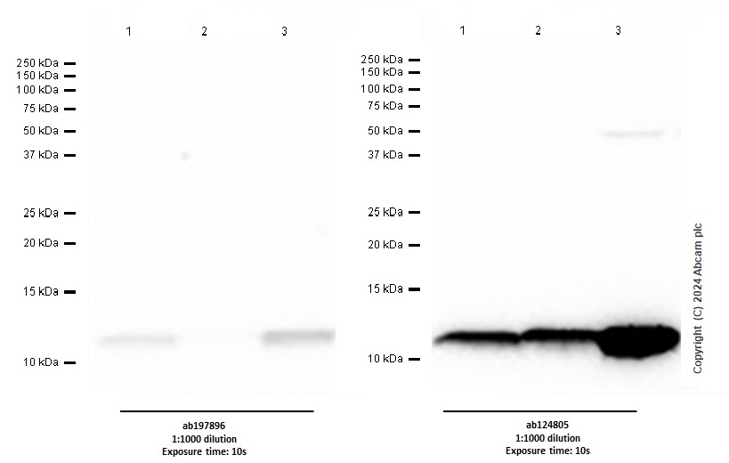 Western blot - Anti-S100A4 antibody [EPR14639(2)] - BSA and Azide free (ab220213), expandable thumbnail