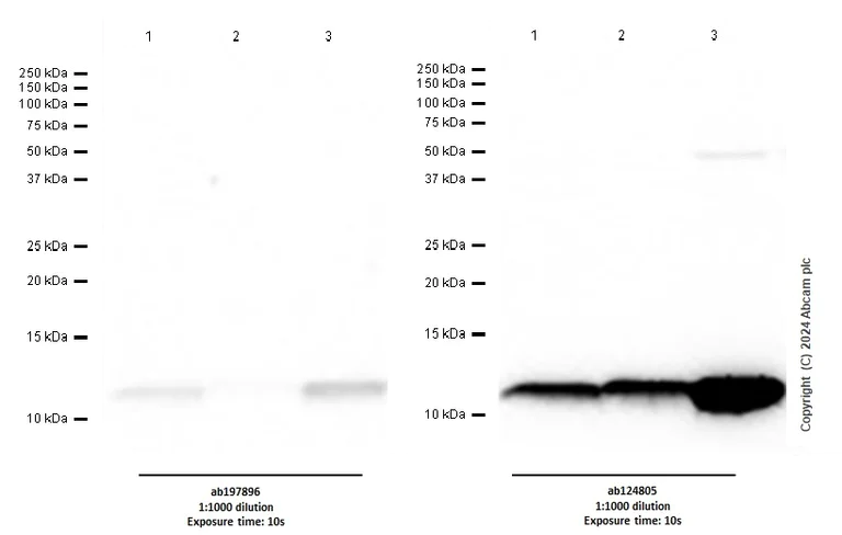 Western blot - Anti-S100A4 antibody [EPR14639(2)] - BSA and Azide free (AB220213)