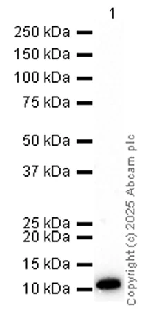 Western blot - Anti-S100A8 antibody [EPR3554] - Low endotoxin, Azide free (AB219370)