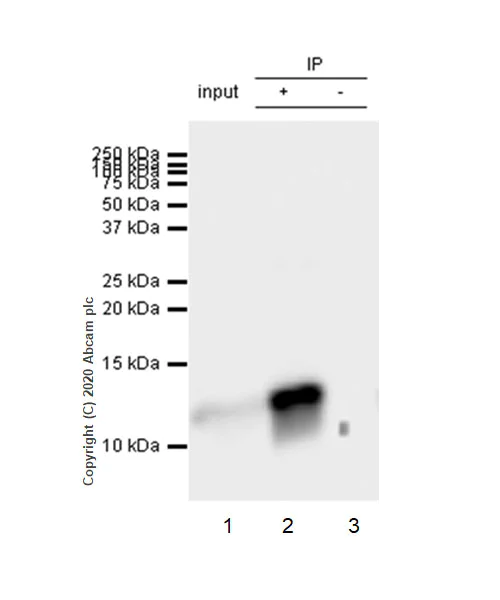 Immunoprecipitation - Anti-S100A8 + S100A9 antibody [RM1038] - BSA and Azide free (AB288578)