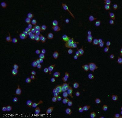 Immunocytochemistry/ Immunofluorescence - Anti-S100A9 antibody [2B10] (AB105472), expandable thumbnail