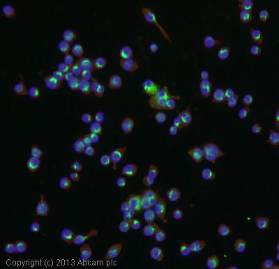 Immunocytochemistry/ Immunofluorescence - Anti-S100A9 antibody [2B10] (AB105472)