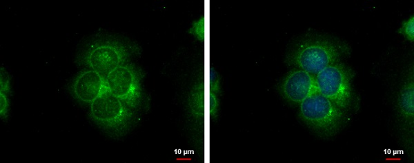 Immunocytochemistry/ Immunofluorescence - Anti-S100A9 antibody (AB227924), expandable thumbnail