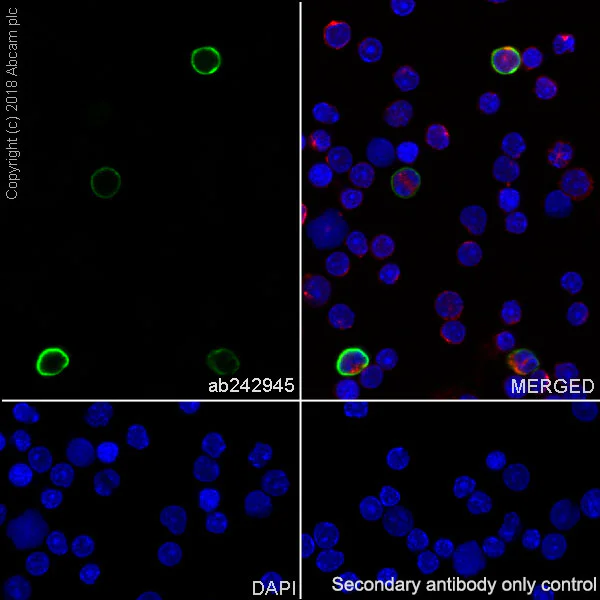 Immunocytochemistry/ Immunofluorescence - Anti-S100A9 antibody [EPR22332-75] (AB242945)