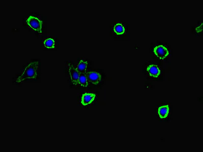 Immunocytochemistry/ Immunofluorescence - Anti-S100G antibody (AB234678)