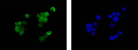 Immunocytochemistry/ Immunofluorescence - Anti-S100P antibody [EPR6143] - BSA and Azide free (AB225543)