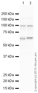 Western blot - Anti-S1P antibody (AB140592)