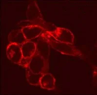 Immunocytochemistry/ Immunofluorescence - Anti-S1P1/EDG1 antibody (AB11424)