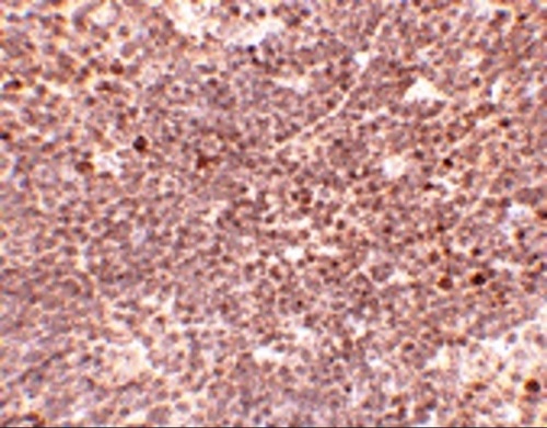 Immunohistochemistry (Formalin/PFA-fixed paraffin-embedded sections) - Anti-S1P1/EDG1 antibody (AB77076), expandable thumbnail
