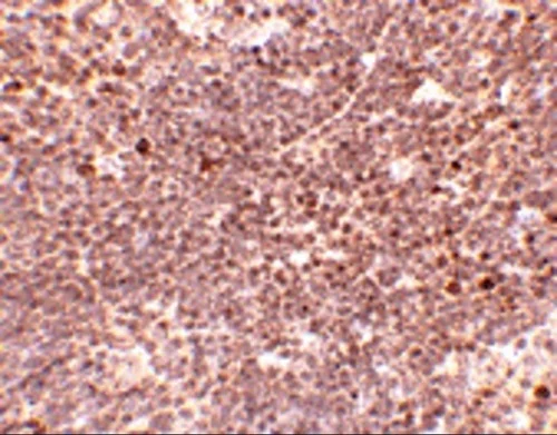 Immunohistochemistry (Formalin/PFA-fixed paraffin-embedded sections) - Anti-S1P1/EDG1 antibody (AB77076)