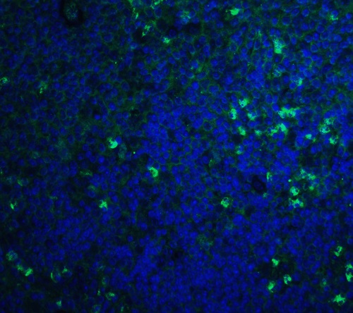 Immunohistochemistry (Formalin/PFA-fixed paraffin-embedded sections) - Anti-S1P1/EDG1 antibody (AB77076), expandable thumbnail