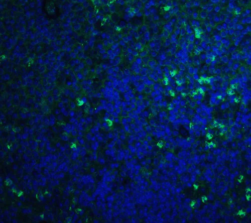 Immunohistochemistry (Formalin/PFA-fixed paraffin-embedded sections) - Anti-S1P1/EDG1 antibody (AB77076)