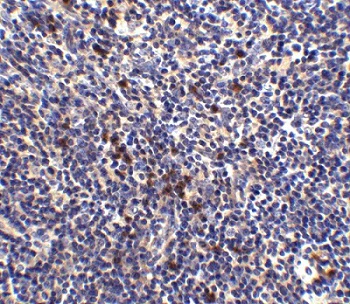 Immunohistochemistry (Formalin/PFA-fixed paraffin-embedded sections) - Anti-S1P1/EDG1 antibody (AB77076)