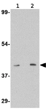 Western blot - Anti-S1P1/EDG1 antibody (AB77076)