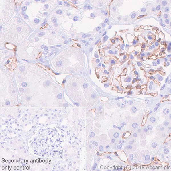 Immunohistochemistry (Formalin/PFA-fixed paraffin-embedded sections) - Anti-S1P1/EDG1 antibody [EPR21202] (AB233386)