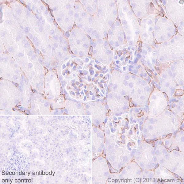 Immunohistochemistry (Formalin/PFA-fixed paraffin-embedded sections) - Anti-S1P1/EDG1 antibody [EPR21202] (AB233386)
