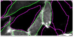 Immunocytochemistry/ Immunofluorescence - Anti-S1P1/EDG1 antibody [EPR21202] - BSA and Azide free (AB242085)