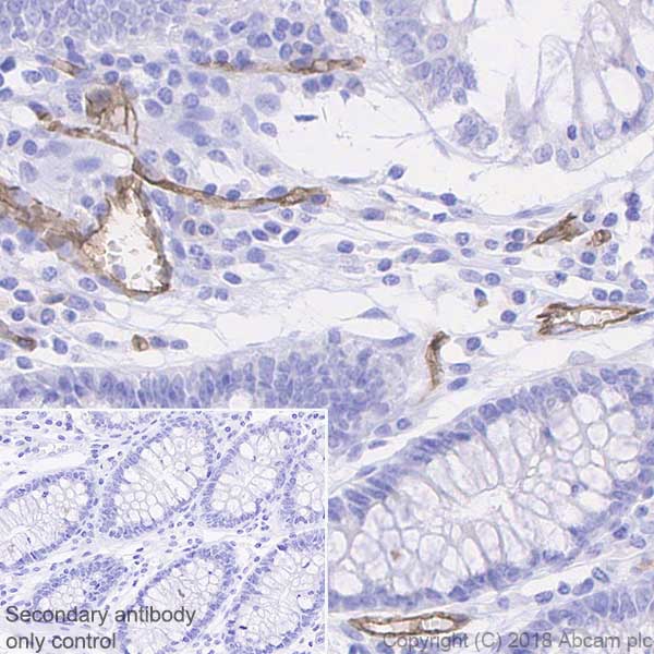 Immunohistochemistry (Formalin/PFA-fixed paraffin-embedded sections) - Anti-S1P1/EDG1 antibody [EPR21202] - BSA and Azide free (AB242085)