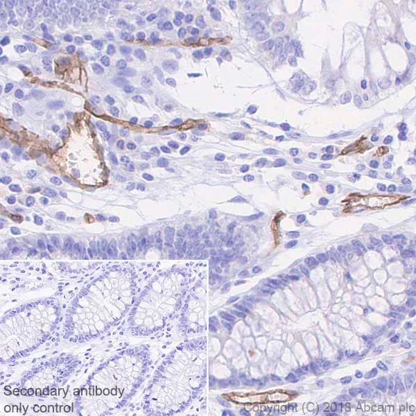 Immunohistochemistry (Formalin/PFA-fixed paraffin-embedded sections) - Anti-S1P1/EDG1 antibody [EPR21202] - BSA and Azide free (AB242085)