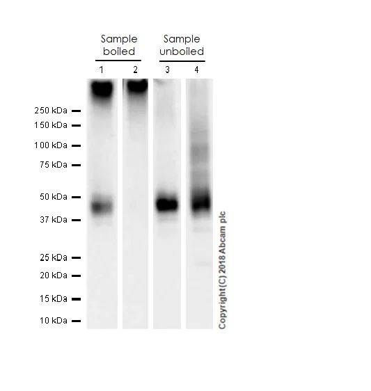Western blot - Anti-S1P1/EDG1 antibody [EPR21202] - BSA and Azide free (AB242085)