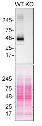 Western blot - Anti-S1P1/EDG1 antibody [EPR21202] - BSA and Azide free (AB242085)
